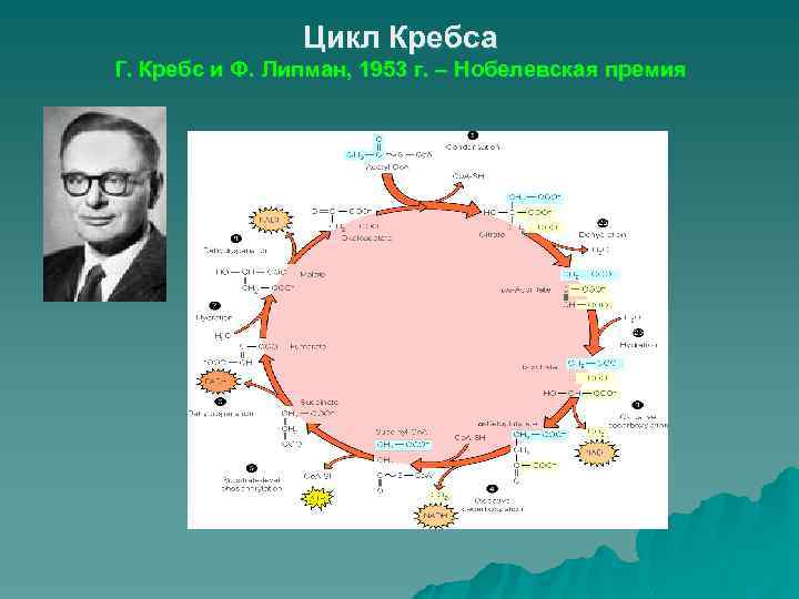 Цикл Кребса Г. Кребс и Ф. Липман, 1953 г. – Нобелевская премия 