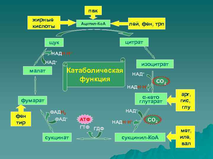 Клеточное дыхание егэ схема по биологии