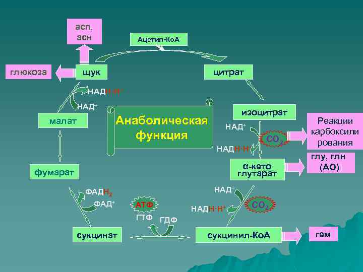 Образование глюкозы в зеленом растении. Синтез Глюкозы из фумарата. Синтез Глюкозы из малата. Общая схема метаболизма Глюкозы в клетках.. Синтез Глюкозы из сукцината.