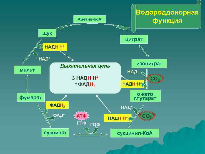 Схема цпэ для изоцитрата