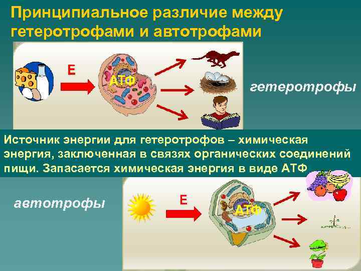 Принципиальное различие между гетеротрофами и автотрофами гетеротрофы Источник энергии для гетеротрофов – химическая энергия,