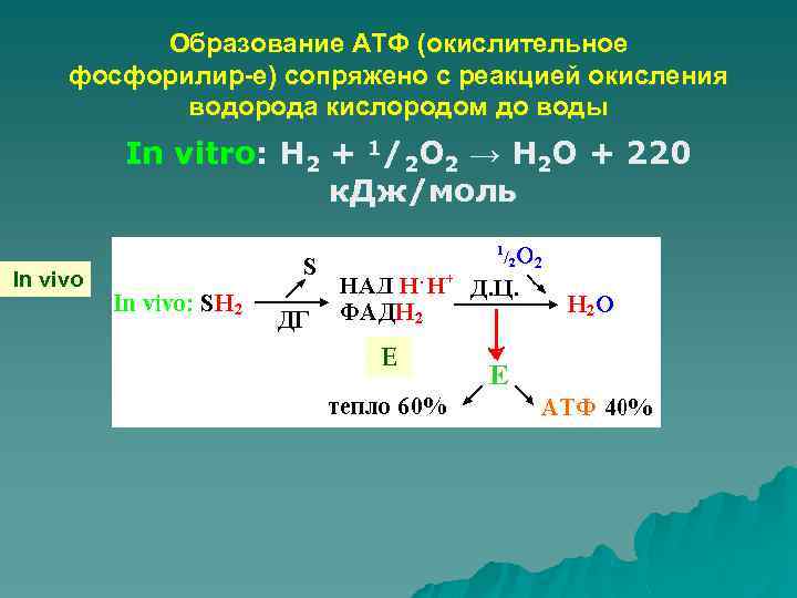 Образование АТФ (окислительное фосфорилир-е) сопряжено с реакцией окисления водорода кислородом до воды In vitro: