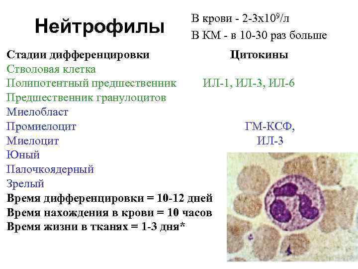 Нейтрофилы в костном мозге. Созревание нейтрофилов схема. Предшественники нейтрофилов.