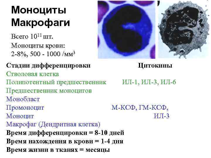 Моноциты Макрофаги Всего 1011 шт. Моноциты крови: 2 -8%, 500 - 1000 /мм 3