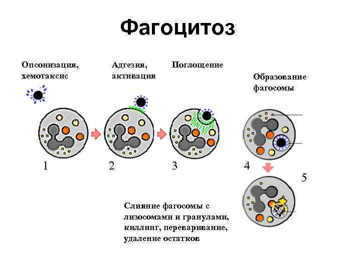 Фагоцитоз Опсонизация, хемотаксис 1 Адгезия, активация 2 Поглощение Образование фагосомы 3 Слияние фагосомы с