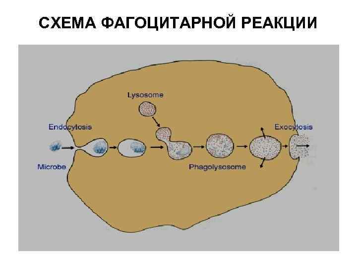 СХЕМА ФАГОЦИТАРНОЙ РЕАКЦИИ 