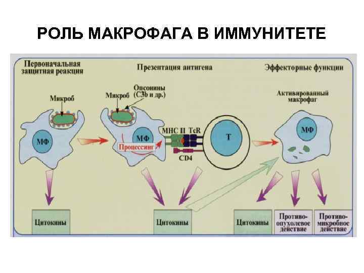 РОЛЬ МАКРОФАГА В ИММУНИТЕТЕ 