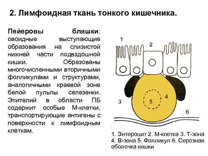 2. Лимфоидная ткань тонкого кишечника. Пейеровы бляшки: овоидные выступающие образования на слизистой нижней части