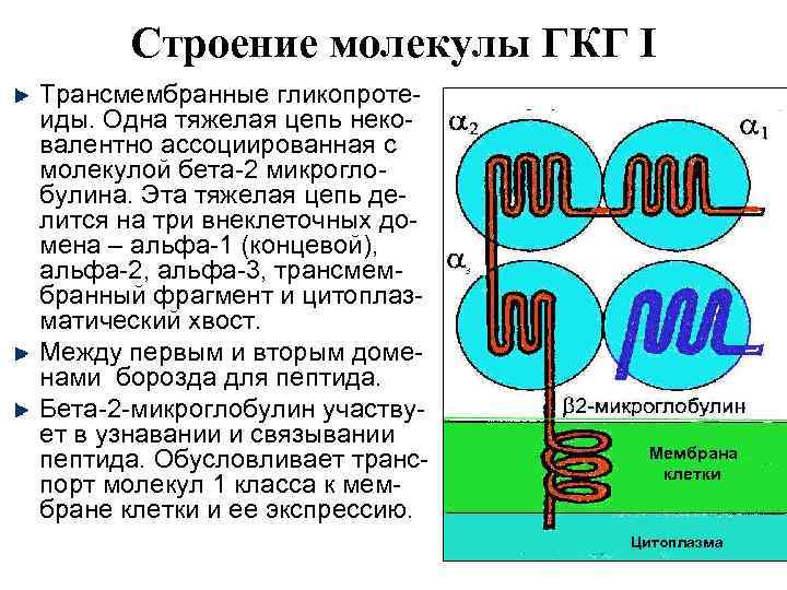 Строение молекулы ГКГ I Трансмембранные гликопротеиды. Одна тяжелая цепь нековалентно ассоциированная с молекулой бета-2