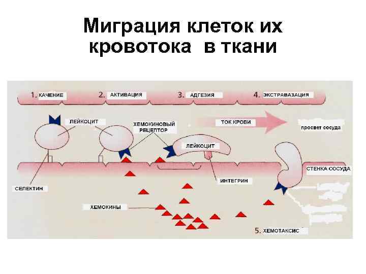 Примеры миграции клеток