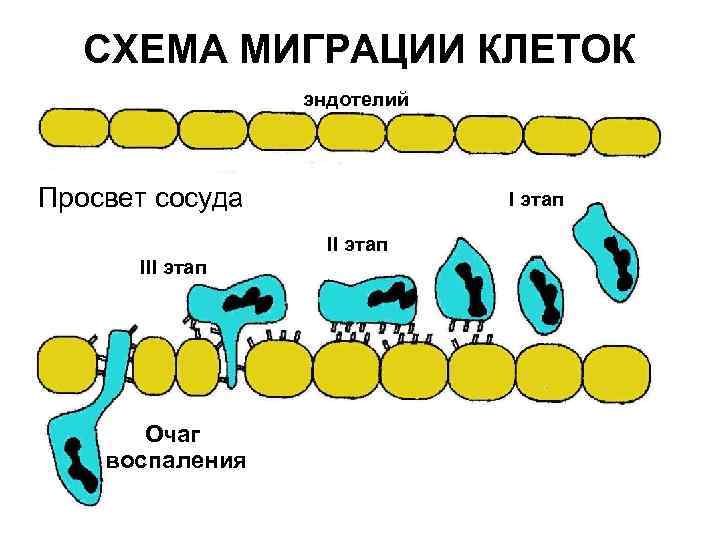 СХЕМА МИГРАЦИИ КЛЕТОК эндотелий Просвет сосуда I этап III этап Очаг воспаления 