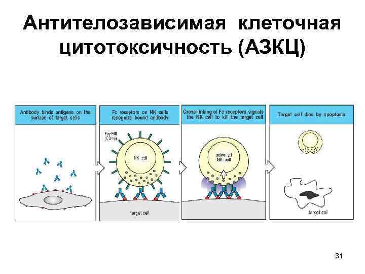 Антителозависимая клеточная цитотоксичность схема