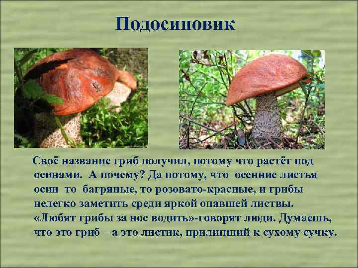 Подосиновик Своё название гриб получил, потому что растёт под осинами. А почему? Да потому,