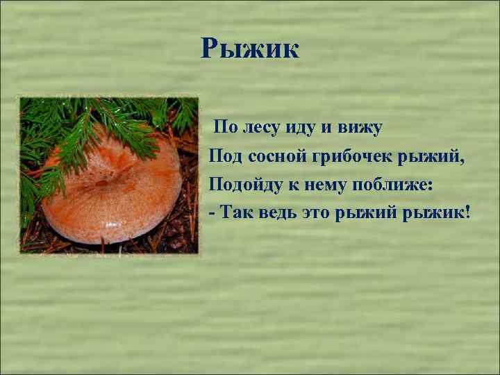 Рыжик По лесу иду и вижу Под сосной грибочек рыжий, Подойду к нему поближе:
