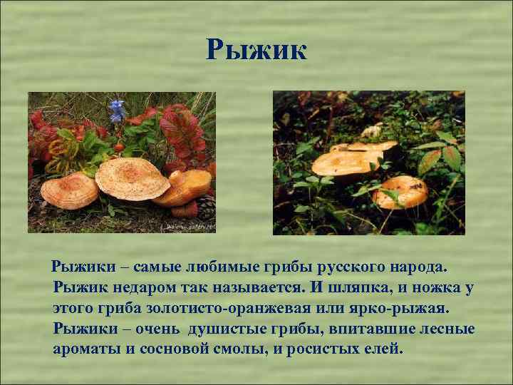 Рыжики – самые любимые грибы русского народа. Рыжик недаром так называется. И шляпка, и