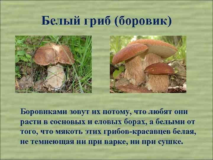 Белый гриб (боровик) Боровиками зовут их потому, что любят они расти в сосновых и