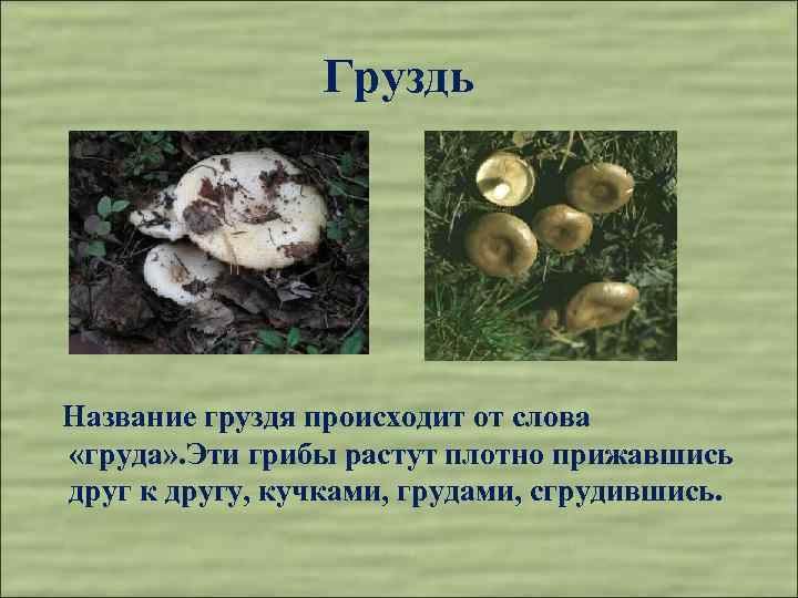 Груздь Название груздя происходит от слова «груда» . Эти грибы растут плотно прижавшись друг