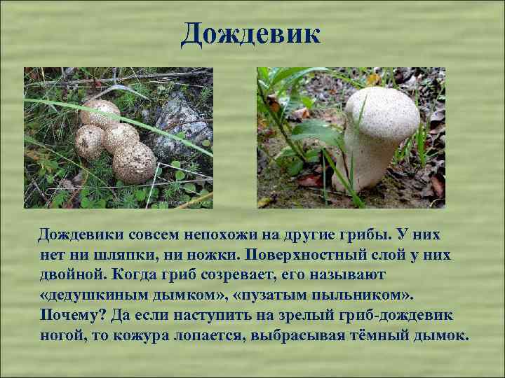 Дождевики совсем непохожи на другие грибы. У них нет ни шляпки, ни ножки. Поверхностный