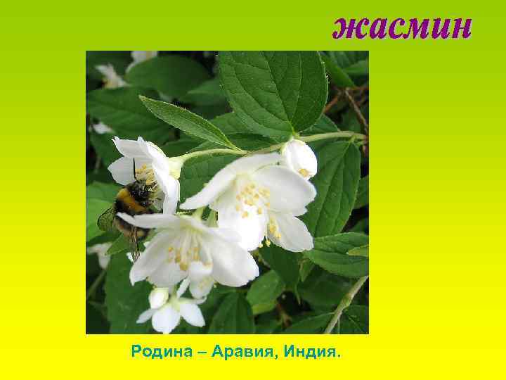 Родина – Аравия, Индия. 