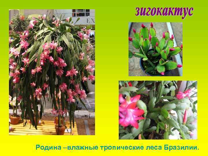 Родина –влажные тропические леса Бразилии. 