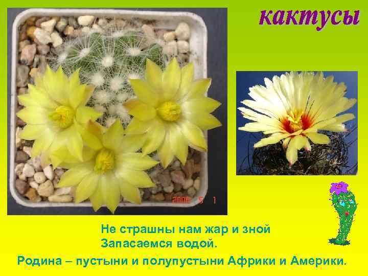 Не страшны нам жар и зной Запасаемся водой. Родина – пустыни и полупустыни Африки
