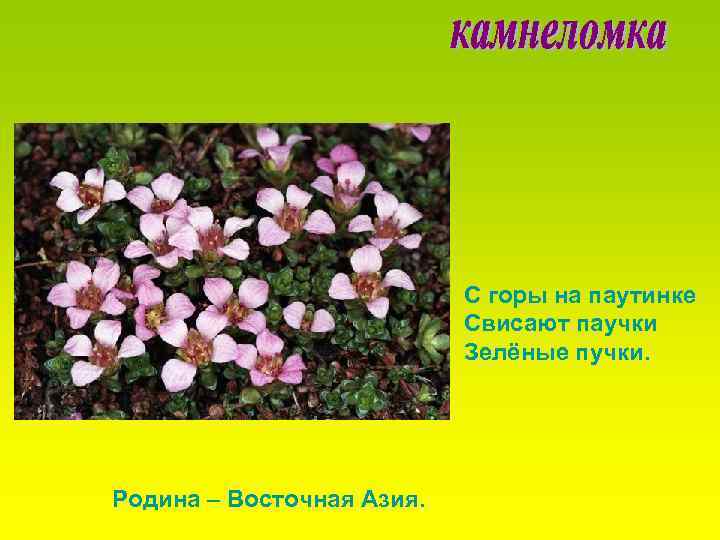 С горы на паутинке Свисают паучки Зелёные пучки. Родина – Восточная Азия. 