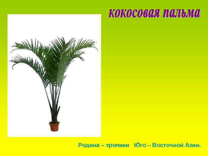 Родина – тропики Юго – Восточной Азии. 