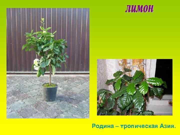 Родина – тропическая Азия. 