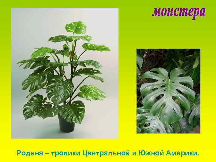 Родина – тропики Центральной и Южной Америки. 