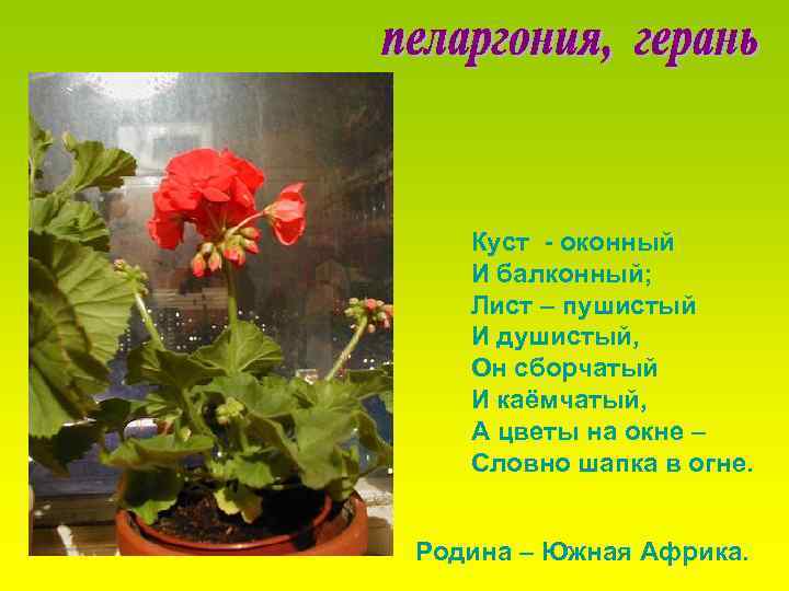Куст - оконный И балконный; Лист – пушистый И душистый, Он сборчатый И каёмчатый,