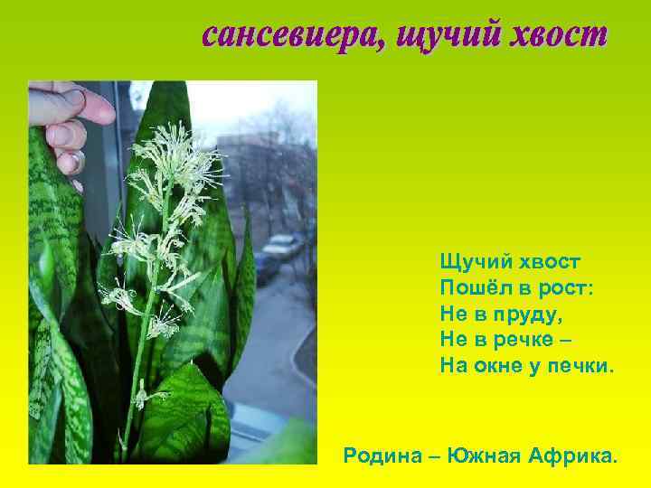 Щучий хвост Пошёл в рост: Не в пруду, Не в речке – На окне