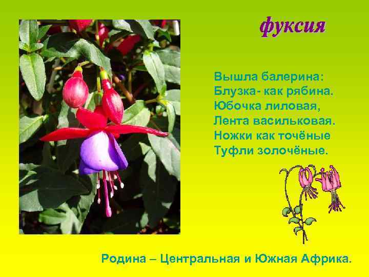 Вышла балерина: Блузка- как рябина. Юбочка лиловая, Лента васильковая. Ножки как точёные Туфли золочёные.
