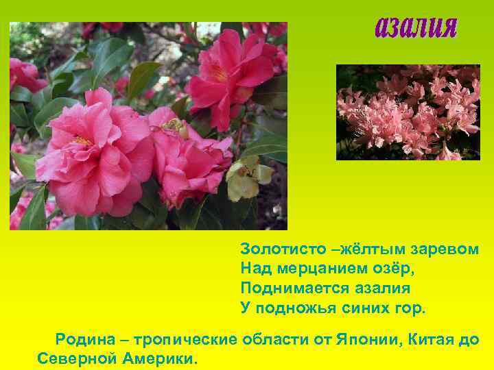 Золотисто –жёлтым заревом Над мерцанием озёр, Поднимается азалия У подножья синих гор. Родина –