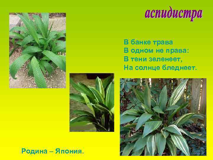 В банке трава В одном не права: В тени зеленеет, На солнце бледнеет. Родина