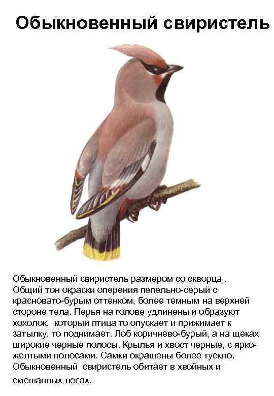 Обыкновенный свиристель размером со скворца. Общий тон окраски оперения пепельно-серый с красновато-бурым оттенком, более