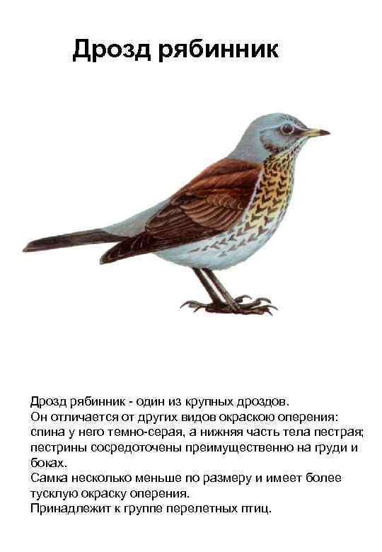 Дрозд рябинник - один из крупных дроздов. Он отличается от других видов окраскою оперения: