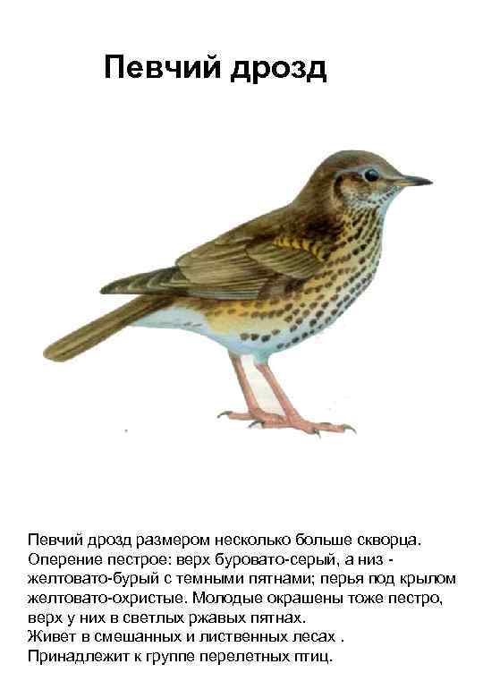 Певчий дрозд размером несколько больше скворца. Оперение пестрое: верх буровато-серый, а низ желтовато-бурый с