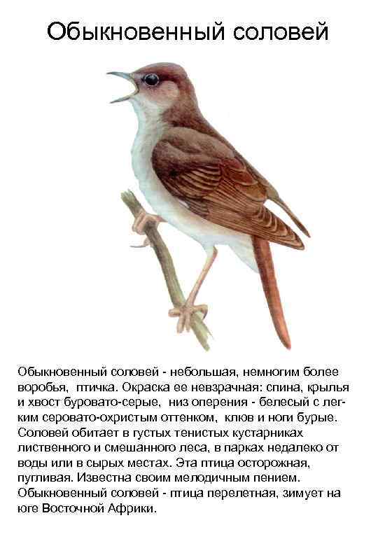 Обыкновенный соловей - небольшая, немногим более воробья, птичка. Окраска ее невзрачная: спина, крылья и
