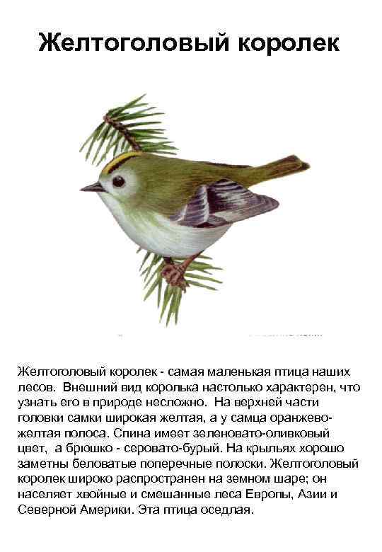 Желтоголовый королек - самая маленькая птица наших лесов. Внешний вид королька настолько характерен, что