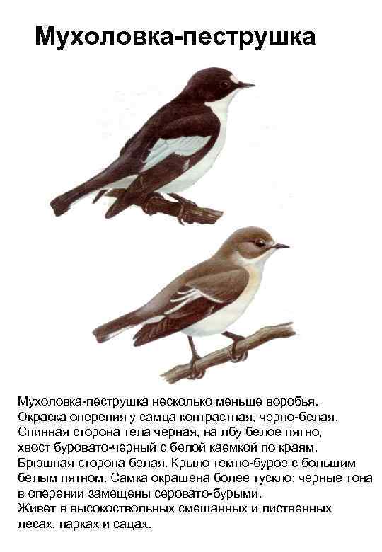 Мухоловка-пеструшка несколько меньше воробья. Окраска оперения у самца контрастная, черно-белая. Спинная сторона тела черная,