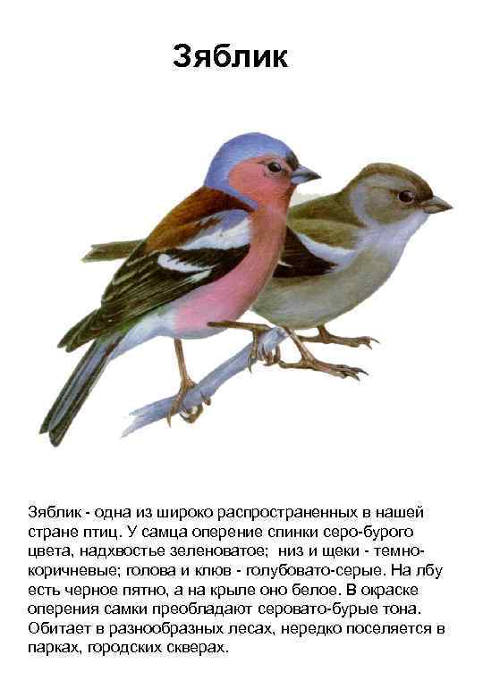 Зяблик - одна из широко распространенных в нашей стране птиц. У самца оперение спинки