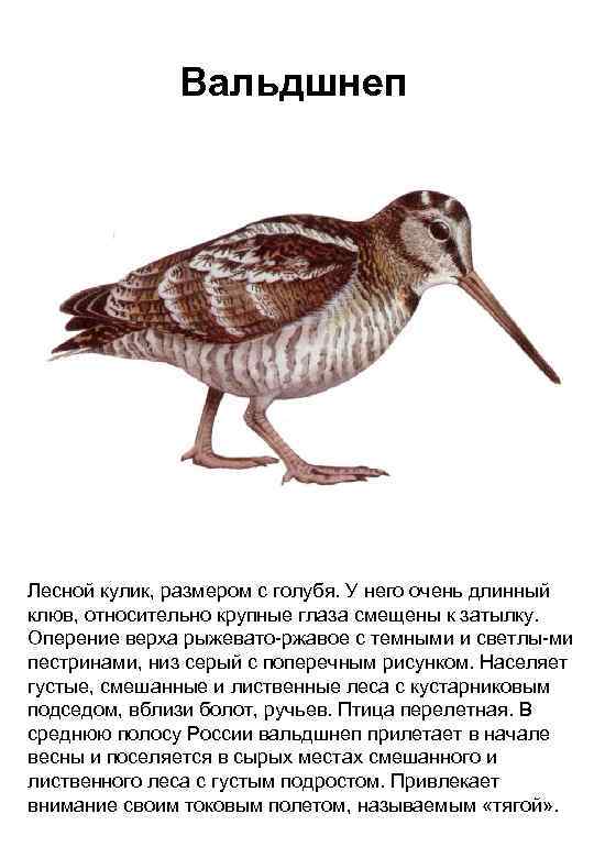 Вальдшнеп Лесной кулик, размером с голубя. У него очень длинный клюв, относительно крупные глаза
