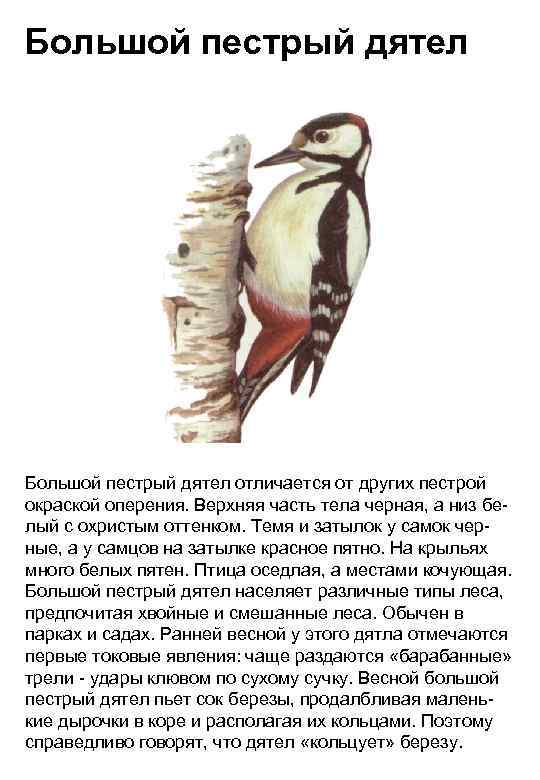 Большой пестрый дятел отличается от других пестрой окраской оперения. Верхняя часть тела черная, а