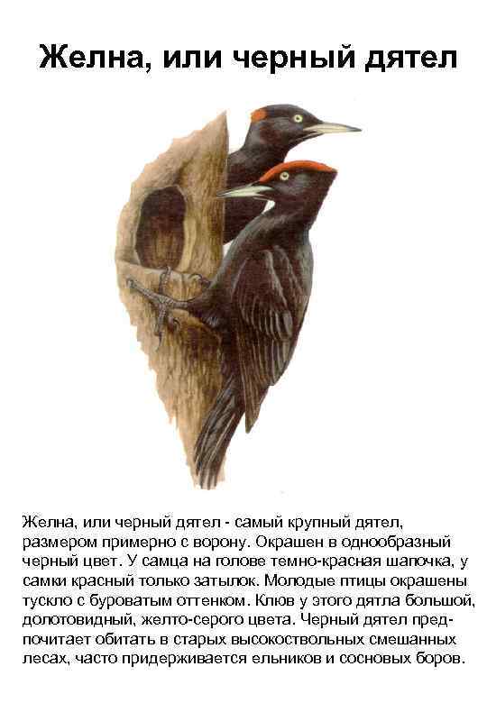 Желна, или черный дятел - самый крупный дятел, размером примерно с ворону. Окрашен в