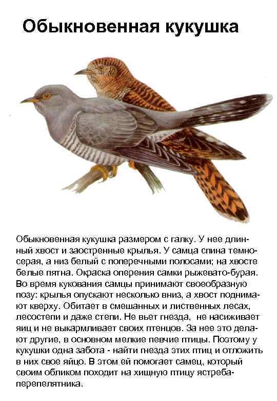 Обыкновенная кукушка размером с галку. У нее длинный хвост и заостренные крылья. У самца