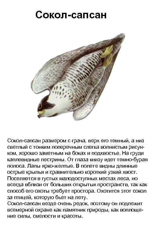 Сокол-сапсан размером с грача, верх его темный, а низ светлый с тонким поперечным слегка