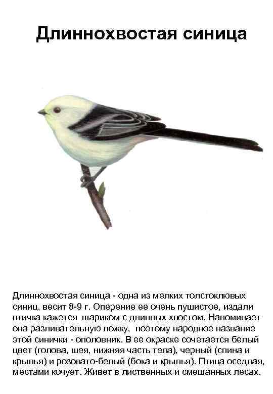 Длиннохвостая синица - одна из мелких толстоклювых синиц, весит 8 -9 г. Оперение ее
