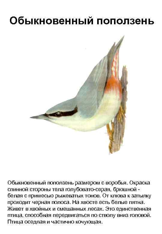 Обыкновенный поползень размером с воробья. Окраска спинной стороны тела голубовато-серая, брюшной белая с примесью
