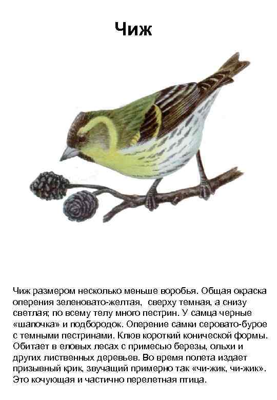 Чиж размером несколько меньше воробья. Общая окраска оперения зеленовато-желтая, сверху темная, а снизу светлая;