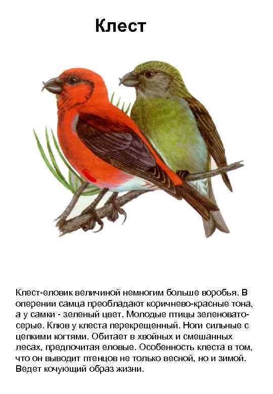 Клест-еловик величиной немногим больше воробья. В оперении самца преобладают коричнево-красные тона, а у самки